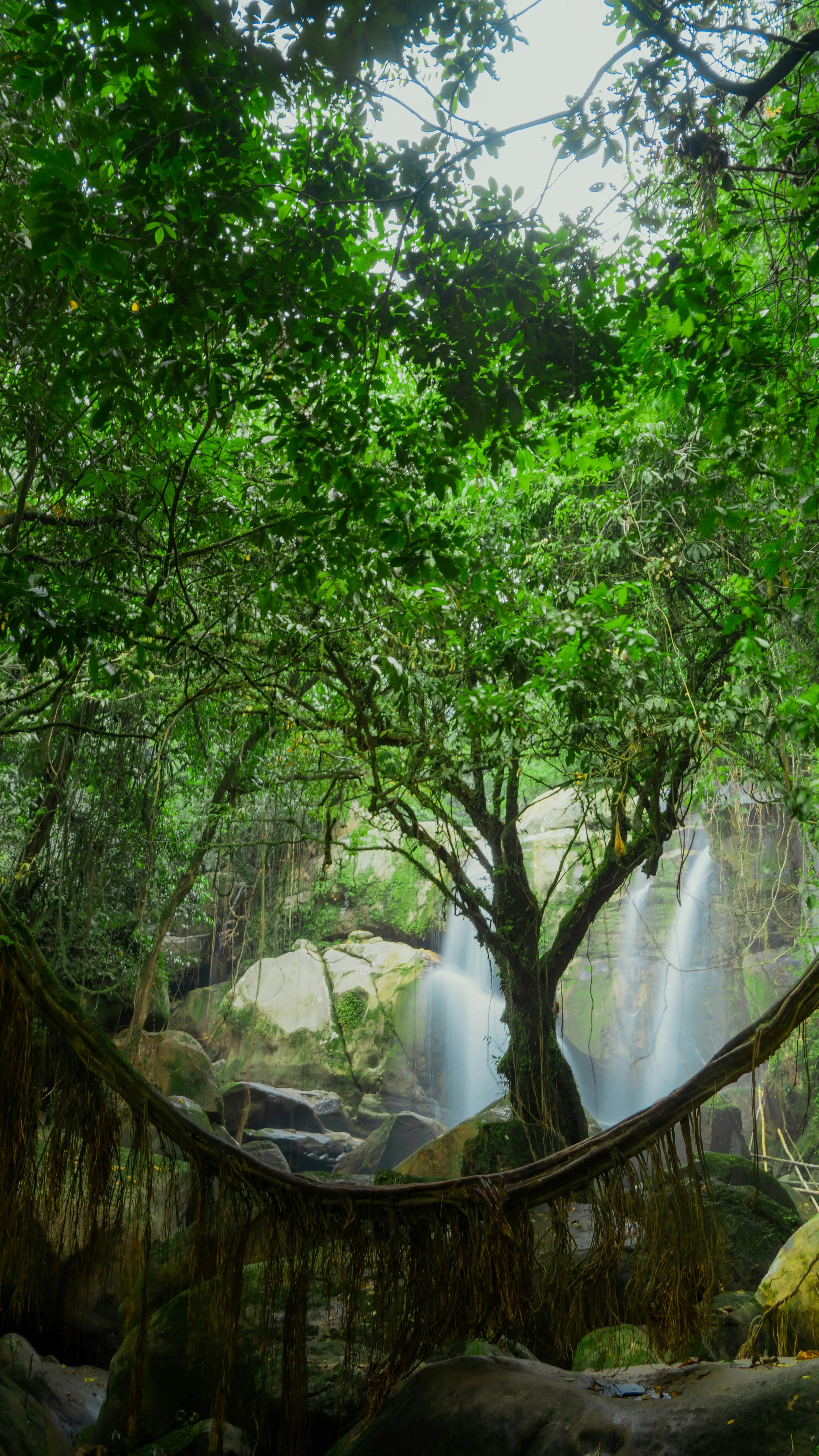Rainforest