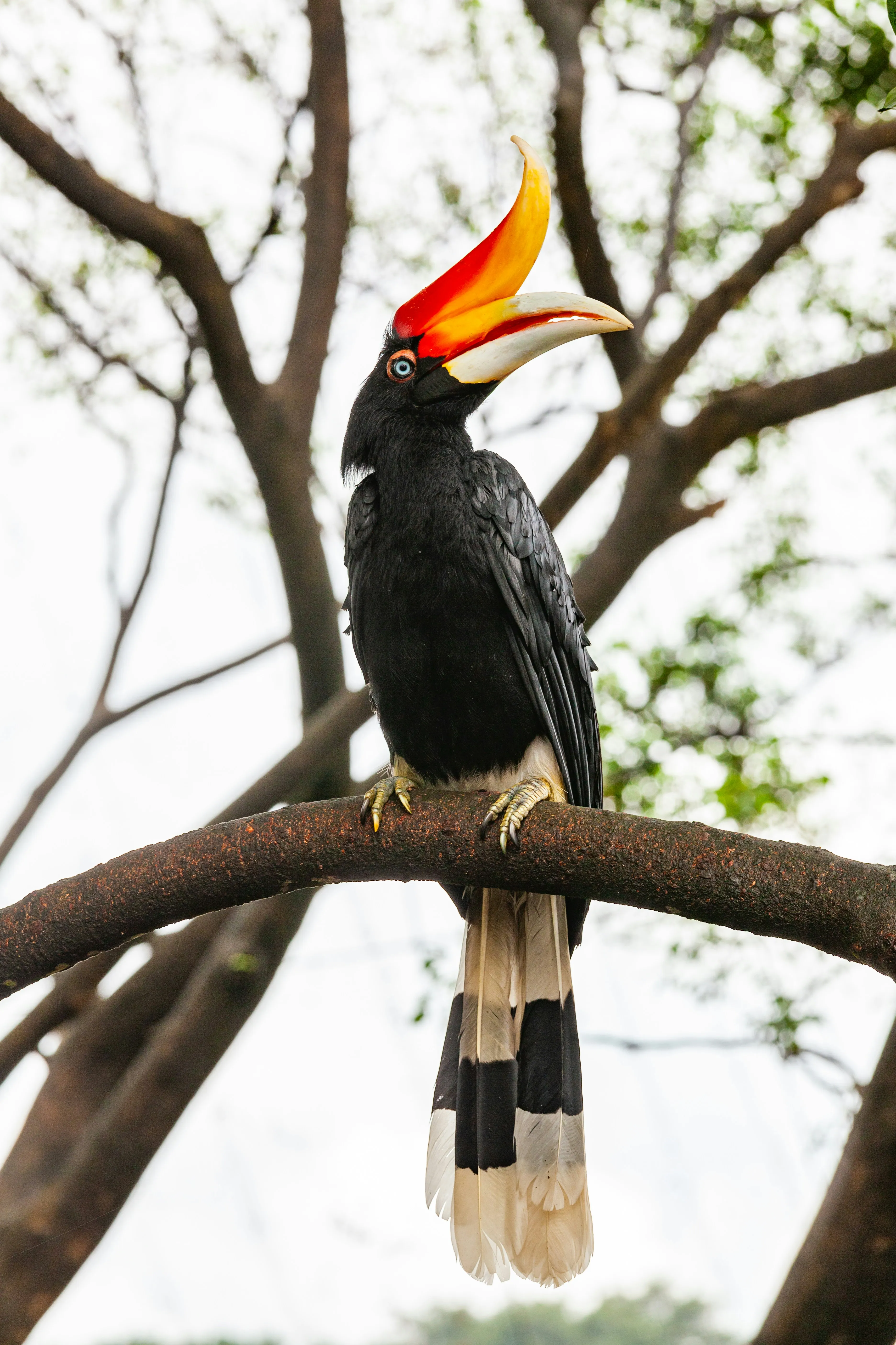 Wildlife